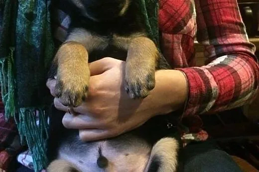 Bolek- śliczny szczeniak do adopcji ,  Kundelki cała Polska