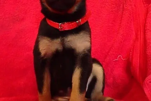 Bolek- śliczny szczeniak do adopcji ,  Kundelki ca