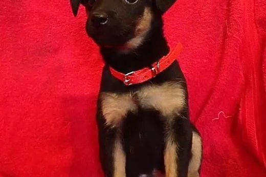 Bolek- śliczny szczeniak do adopcji ,  Kundelki ca