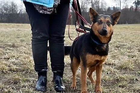 Aria szuka domu ,  Kundelki cała Polska