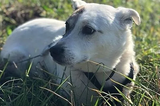 Tola-delikatna psinka, biała z brązową łatką wokół oka - spokojna i cicha, nieśmiała, 16kg