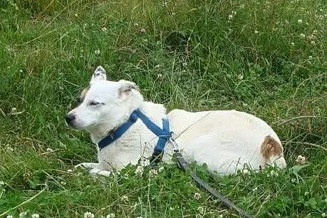 Tola-delikatna psinka, biała z brązową łatką wokół oka - spokojna i cicha, nieśmiała, 16kg, Mazowieckie, Warszawa