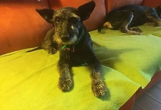 Gina maleńka suczka do adopcji, mazowieckie Warsz