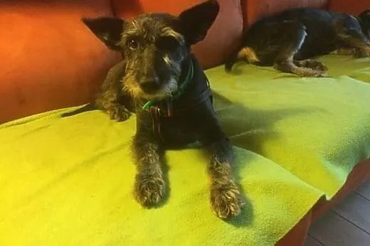 Gina maleńka suczka do adopcji, mazowieckie Warszawa