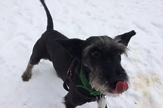 Gina maleńka suczka do adopcji,  mazowieckie Warsz