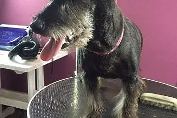 Gina maleńka suczka do adopcji,  mazowieckie Warsz