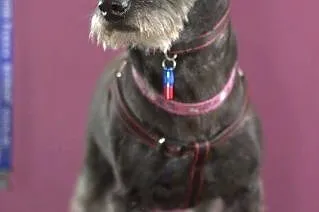 Gina maleńka suczka do adopcji,  mazowieckie Warsz