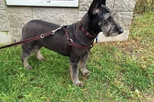 Gina maleńka suczka do adopcji,  mazowieckie Warsz