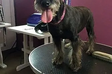 Gina maleńka suczka do adopcji,  mazowieckie Warsz
