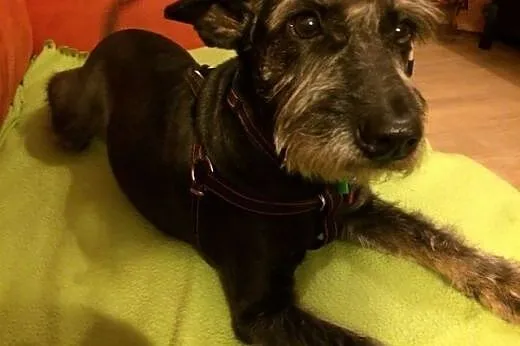 Gina maleńka suczka do adopcji,  mazowieckie Warsz