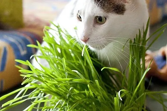 Gucio