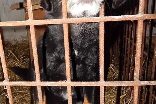 Ocal Murzynka przed schroniskiem daj mu wspaniały 