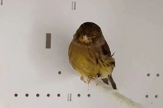 Kanarki Gloster Para, Wielkopolskie, Gostyń
