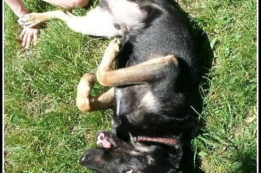 Dyziek - psiak w typie ON do adopcji!, mazowieckie Warszawa