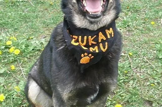 Dyziek - psiak w typie ON do adopcji!,  mazowiecki