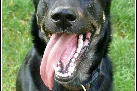 Dyziek - psiak w typie ON do adopcji!,  mazowiecki