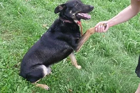 Dyziek - psiak w typie ON do adopcji!,  mazowiecki
