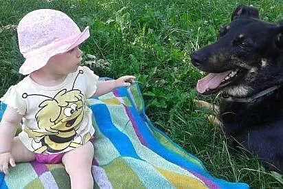 Dyziek - psiak w typie ON do adopcji!,  mazowiecki