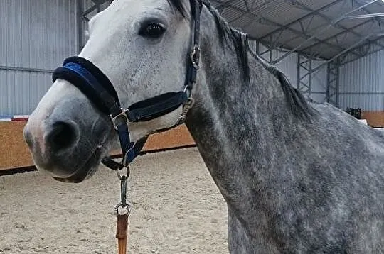 Koń hodowlany po kontuzji., , 