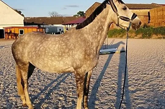 Koń hodowlany po kontuzji., , 
