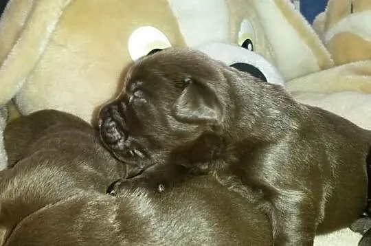 Labrador Labradory czekoladowe po CHAMPIONIE MIĘDZ