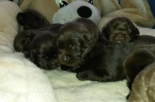 Labrador Labradory czekoladowe po CHAMPIONIE MIĘDZ
