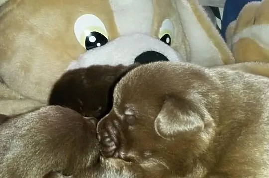 Labrador Labradory czekoladowe po CHAMPIONIE MIĘDZ