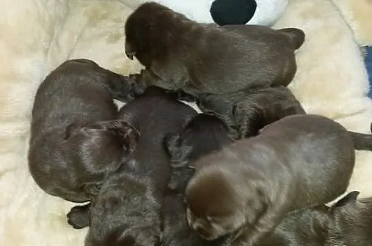 Labrador Labradory czekoladowe po CHAMPIONIE MIĘDZ