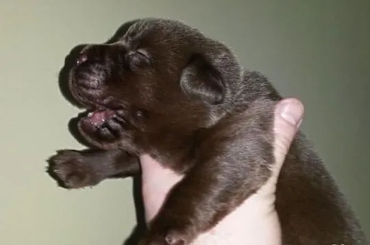 Labrador Labradory czekoladowe po CHAMPIONIE MIĘDZ
