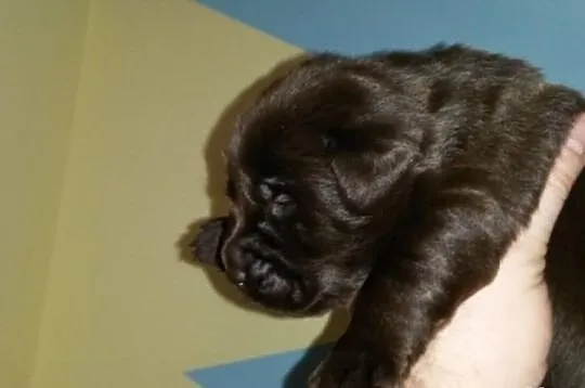Labrador Labradory czekoladowe po CHAMPIONIE MIĘDZ