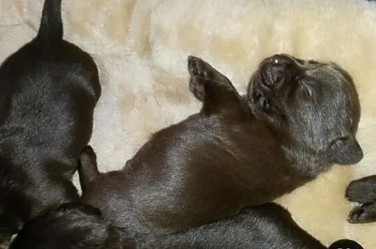 Labrador Labradory czekoladowe po CHAMPIONIE MIĘDZ