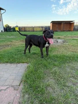 American Pitbull Terrier szczenięta z rodowodem zdrowe silne brazowe i czarne, , Kraszewice