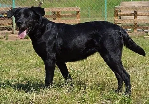 Lira wesoła,energiczna sunia do adopcji, małopols