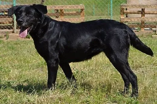 Lira wesoła,energiczna sunia do adopcji, małopolskie Nowy Sącz