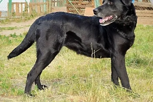 Lira wesoła,energiczna sunia do adopcji,  małopols