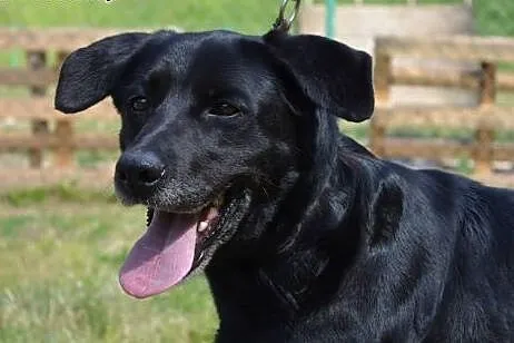 Lira wesoła,energiczna sunia do adopcji,  małopols