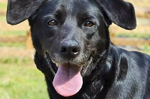 Lira wesoła,energiczna sunia do adopcji,  małopols