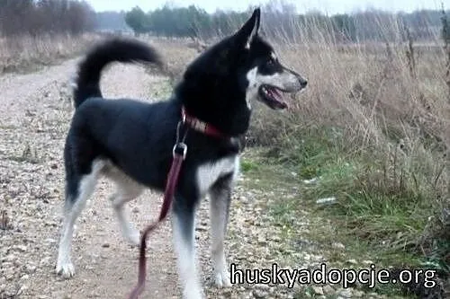 NUGAT- młody, aktywny pies mix owczarka do adopcji,  mazowieckie Warszawa