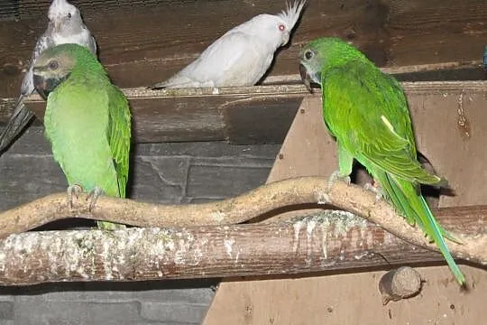 Papugi Aleksandretty Różowopierśne 2020 r., Luboń