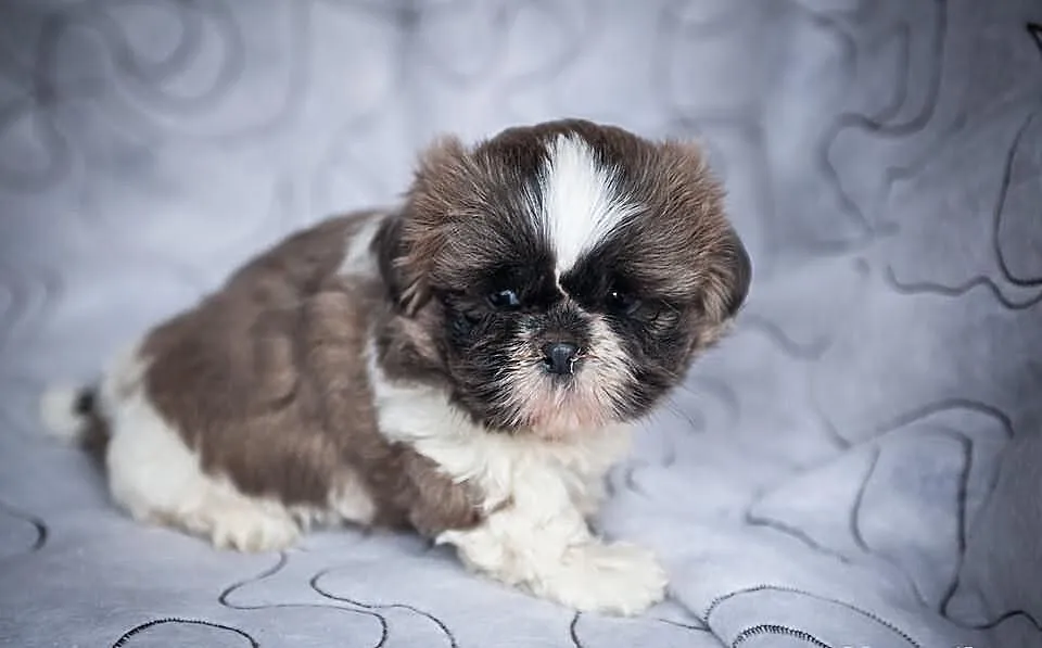 Sczeniak Shih Tzu