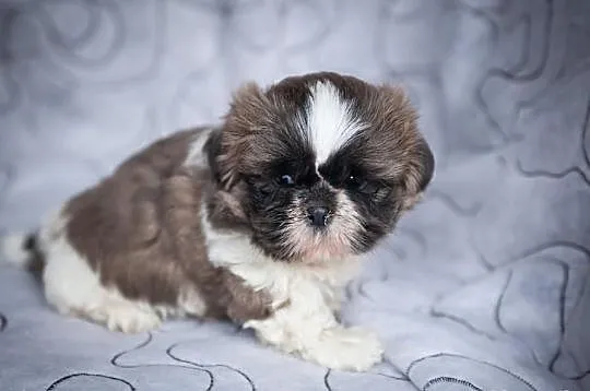 Sczeniak Shih Tzu