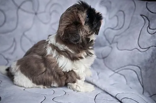 Sczeniak Shih Tzu