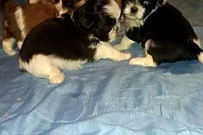Shih-tzu- 2 chłopcow 2 dziewczynki