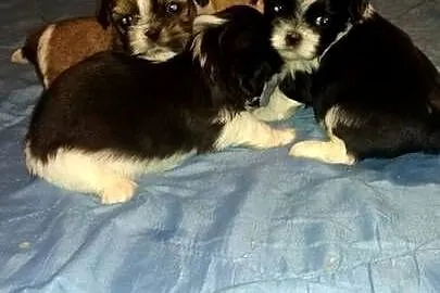 Shih-tzu- 2 chłopcow 2 dziewczynki, Kujawsko-pomorskie, Unisław