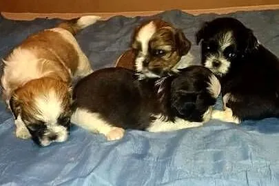 Shih-tzu- 2 chłopcow 2 dziewczynki, Kujawsko-pomorskie, Unisław