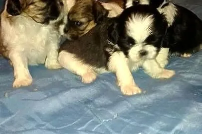 Shih-tzu- 2 chłopcow 2 dziewczynki, Kujawsko-pomorskie, Unisław