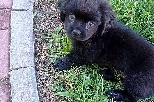 Okazja