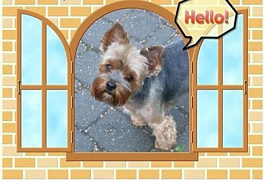 Prześliczny Yorkshire Terrier - GRATIS., mazowiec