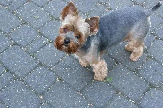 Prześliczny Yorkshire Terrier - GRATIS.,  mazowiec