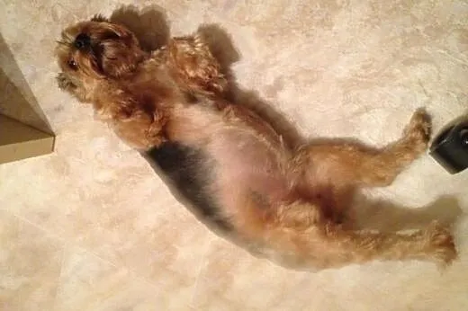 Prześliczny Yorkshire Terrier - GRATIS.,  mazowiec